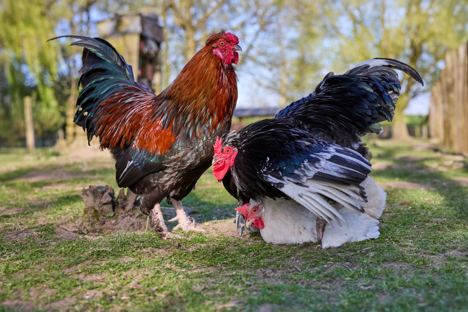 Feed Your Chickens Kitchen Scraps the Right Way