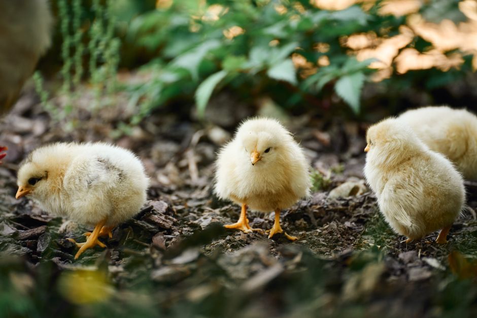 What It Really Costs To Raise Backyard Chickens