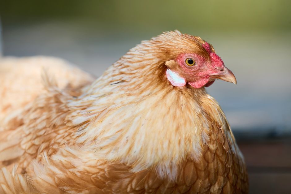Why ISA Brown Chickens Outperform Other Backyard Breeds