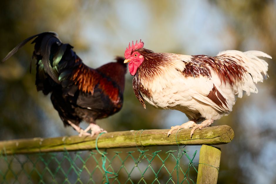 Electric Fences for Chickens: Protection That Actually Works