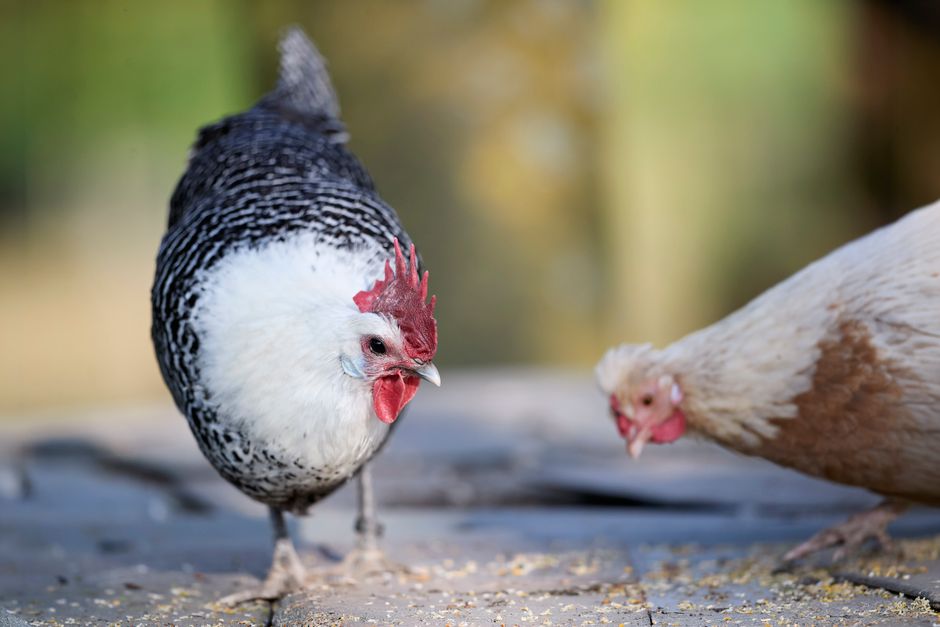 The Right Chick Starter Feed Sets Your Flock Up For Success