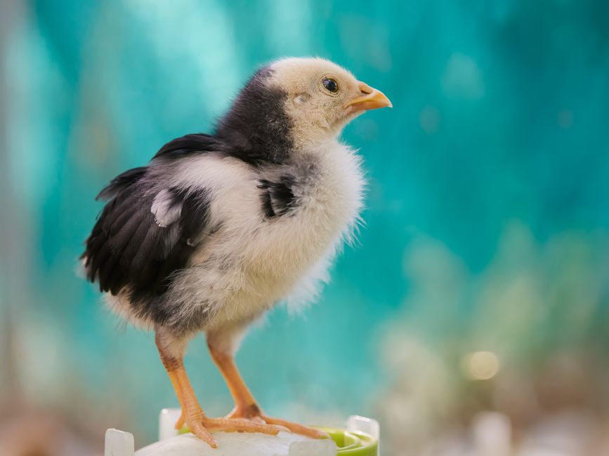 Why Easter Egger Chickens Lay Colored Eggs