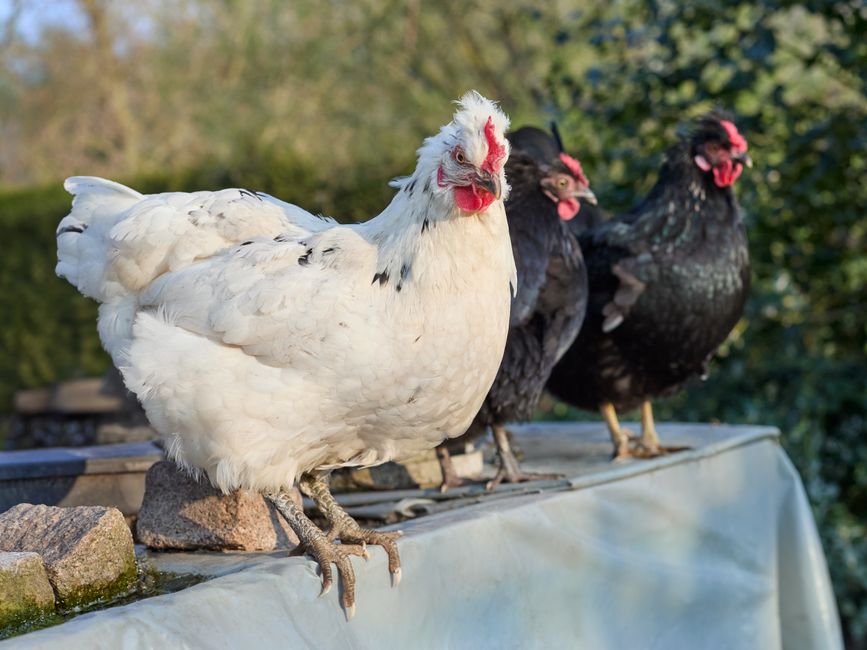 Nipple Drinker Chickens: Setup, Benefits, and Best Practices