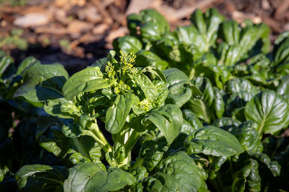Best Herbs for Chickens: Boost Health and Egg Production