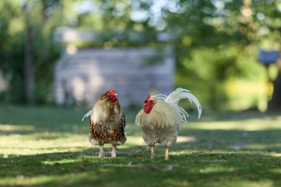 Why Your Rooster Attacks: 12 Causes and Solutions