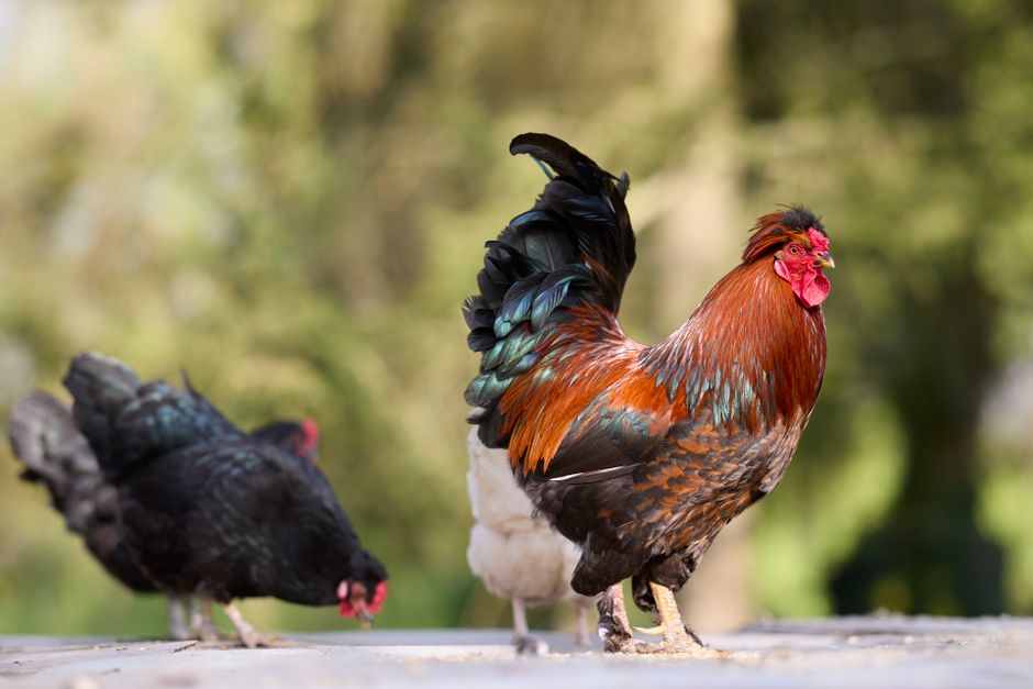 Chickens Are Now America's Third Most Popular Pet