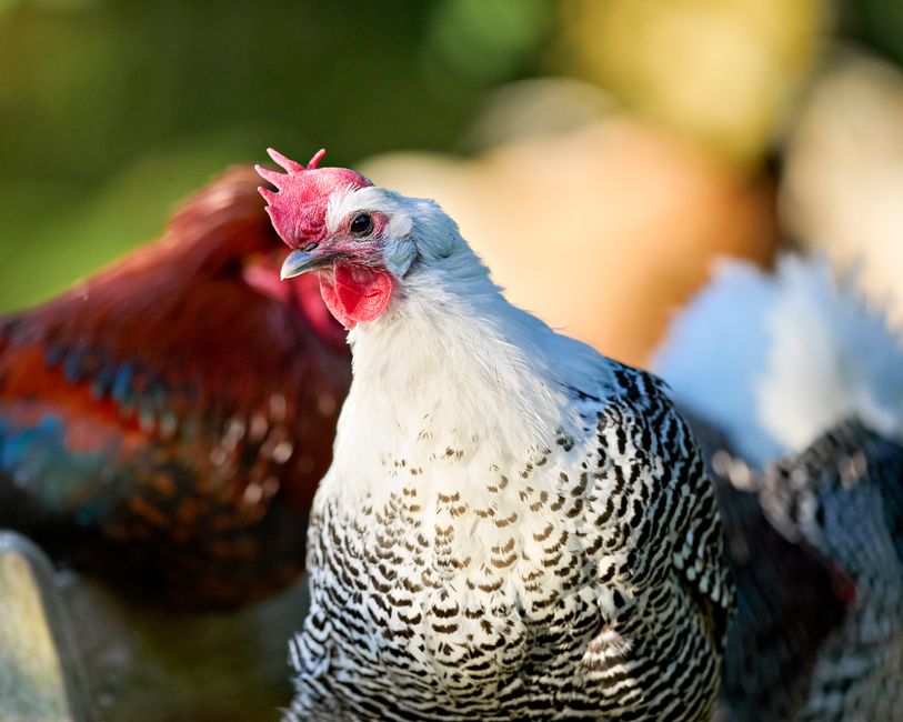 Wyandotte Chickens: Breed Guide for Backyard Farmers