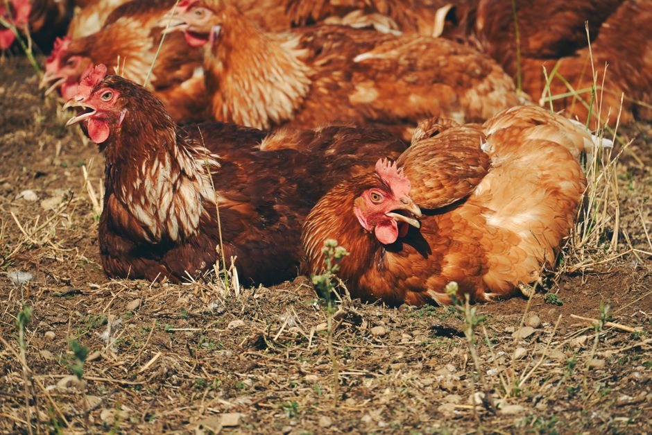 Is NPIP Certification Worth It for Backyard Flocks?