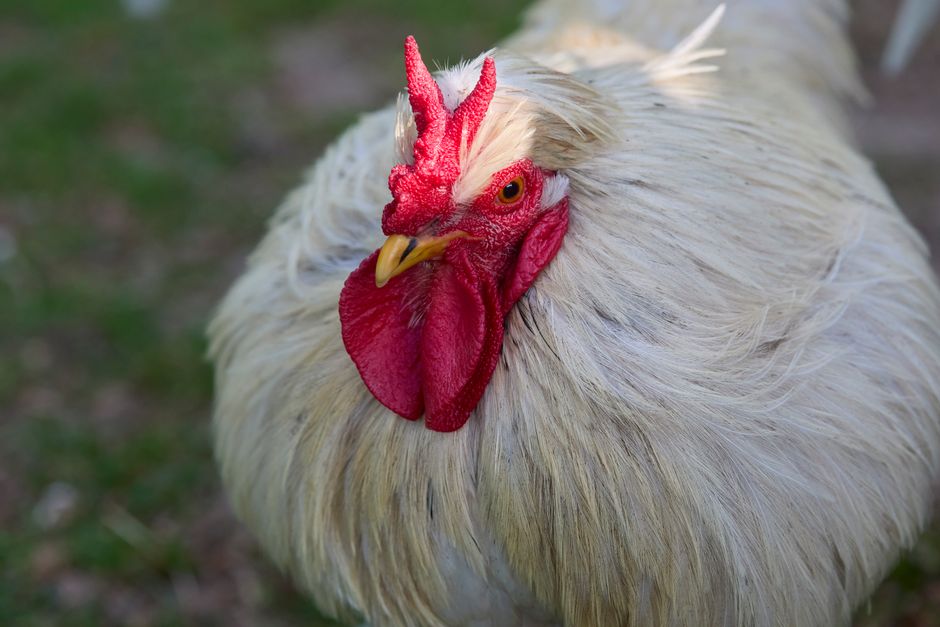 Why Your Chicken Is Lethargic and Fluffed Up: 5 Causes