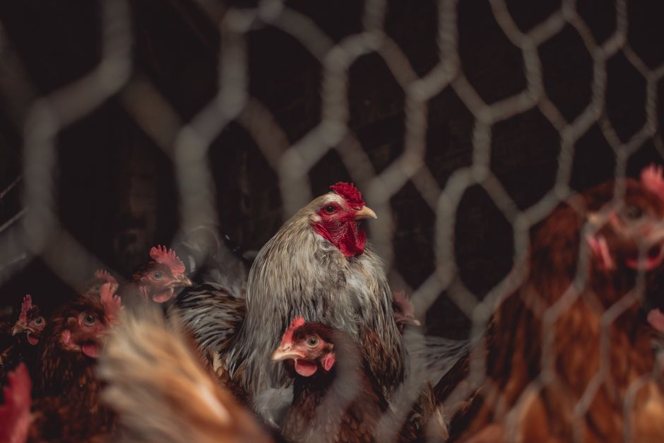 7 Ways to Keep Chickens Warm and Healthy All Winter