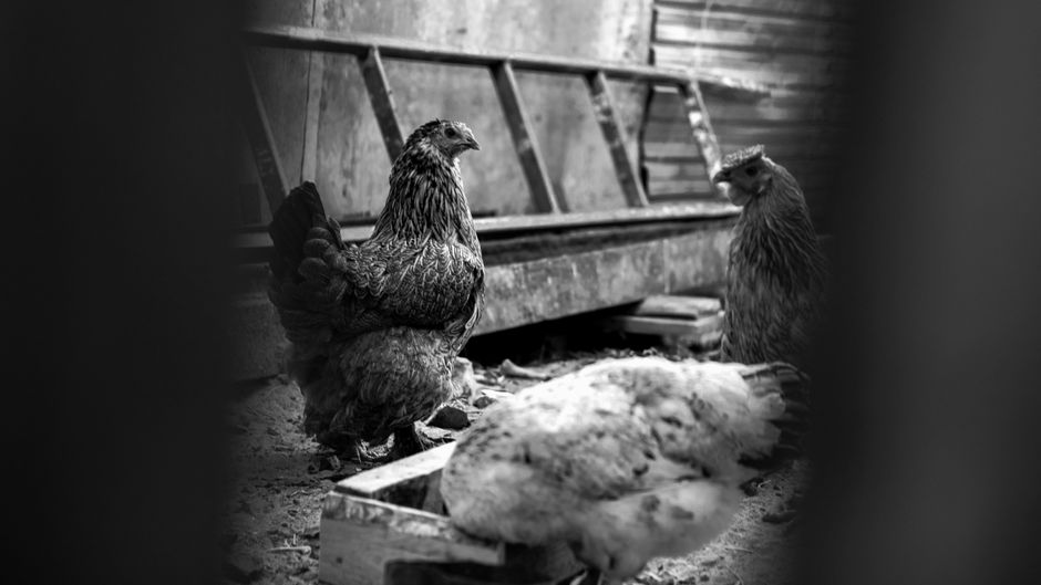 Best Chicken Waterers for Backyard Flocks