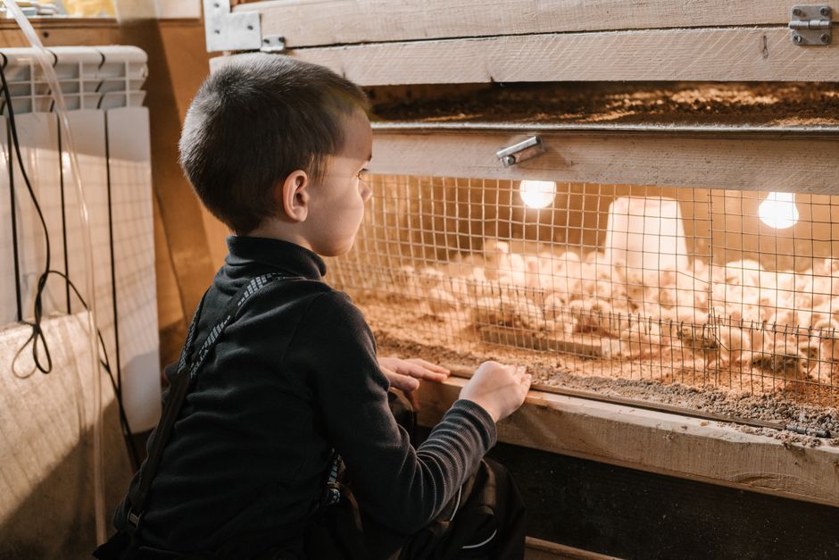 Egg Incubator Settings: Temperature, Humidity & Turning Guide