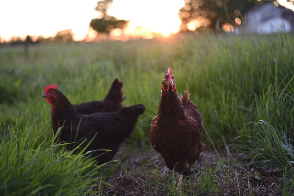 Your First Flock: A Beginner's Guide To Raising Chickens