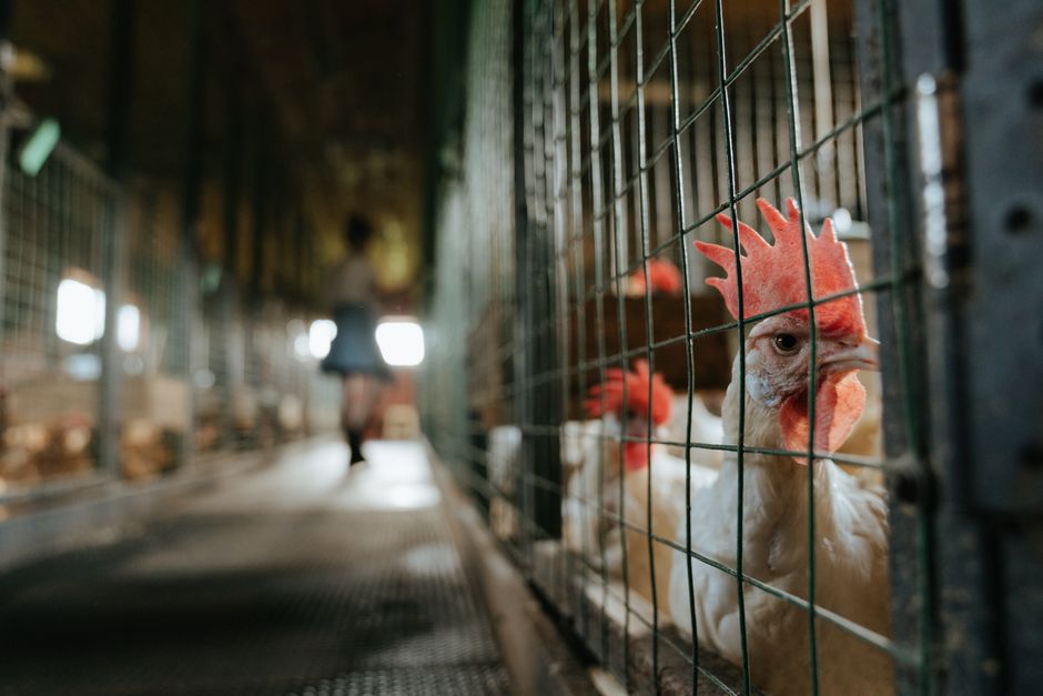 Keep Your Chicken Coop Clean: A Simple Monthly Schedule