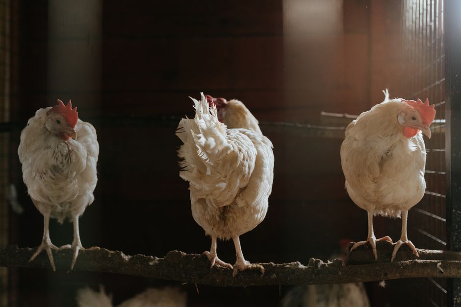 The Right Chicken Coop Size For Your Flock