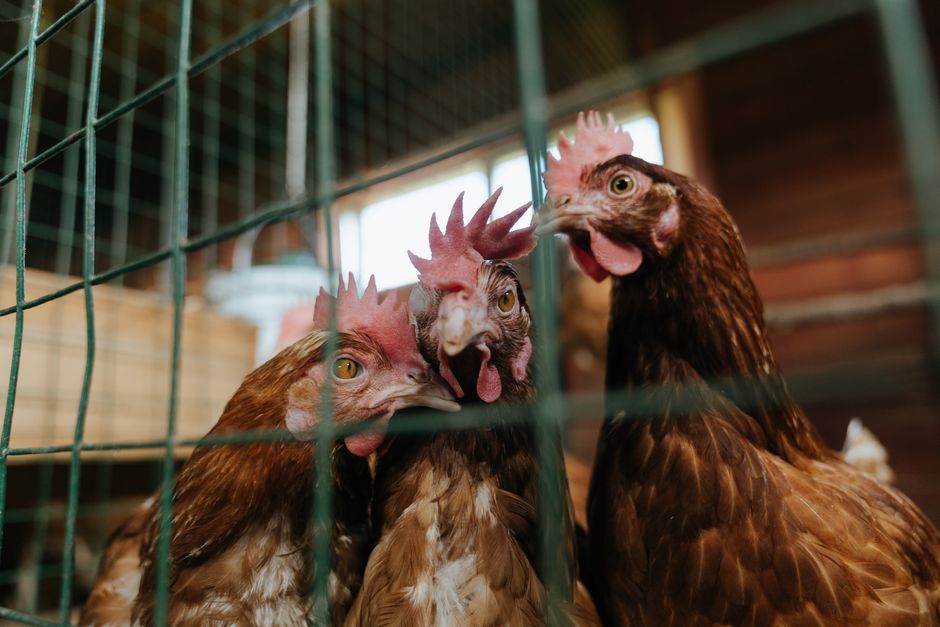 How High Should Your Chicken Roost Really Be?