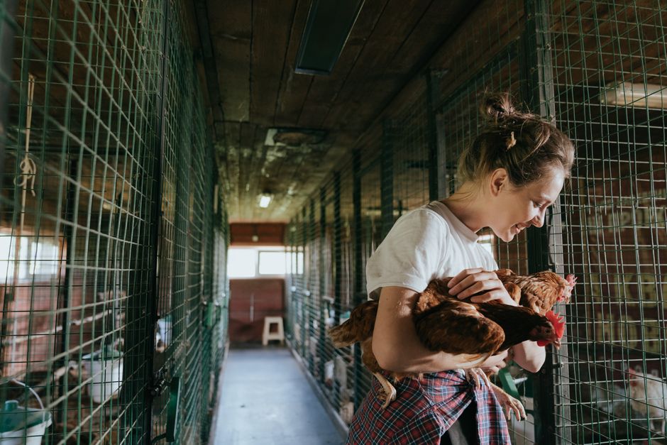 When Your Backyard Chicken Gets Sick: Finding A Vet