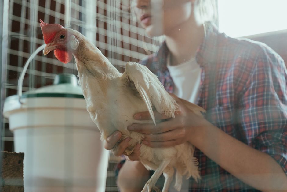 Which Chicken Feed Should You Choose? A Backyard Guide