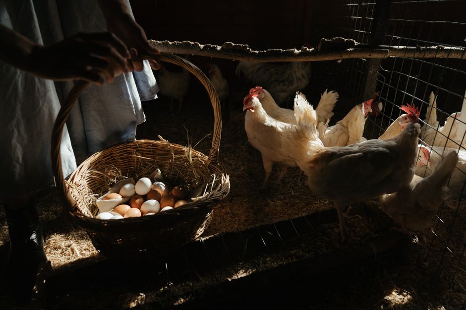 Top Egg Layers for Your Backyard Flock