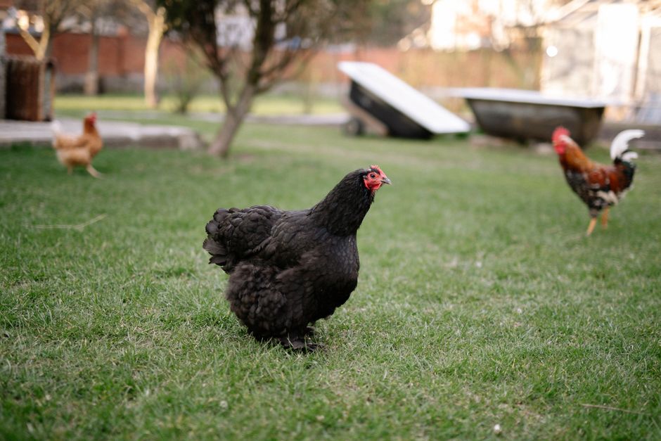Australorp Chickens: 364-Egg Annual Layers Explained