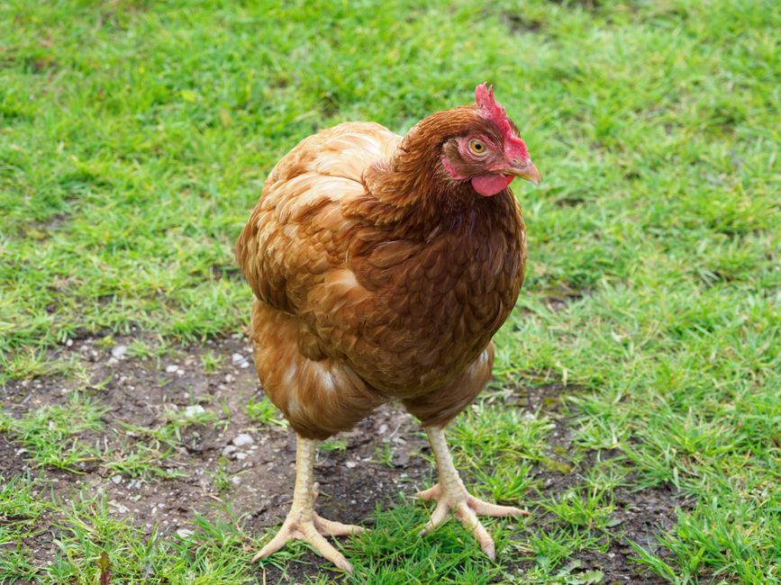 Rhode Island Reds: The Backyard Chicken Breed That Lays Year-Round