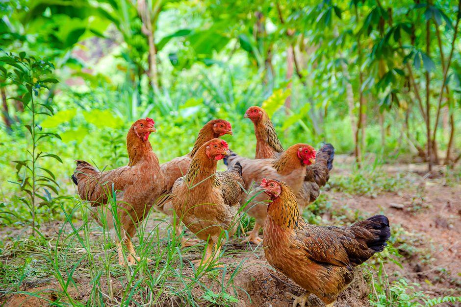 Treating Chicken Parasites: The Right Ivermectin Dose