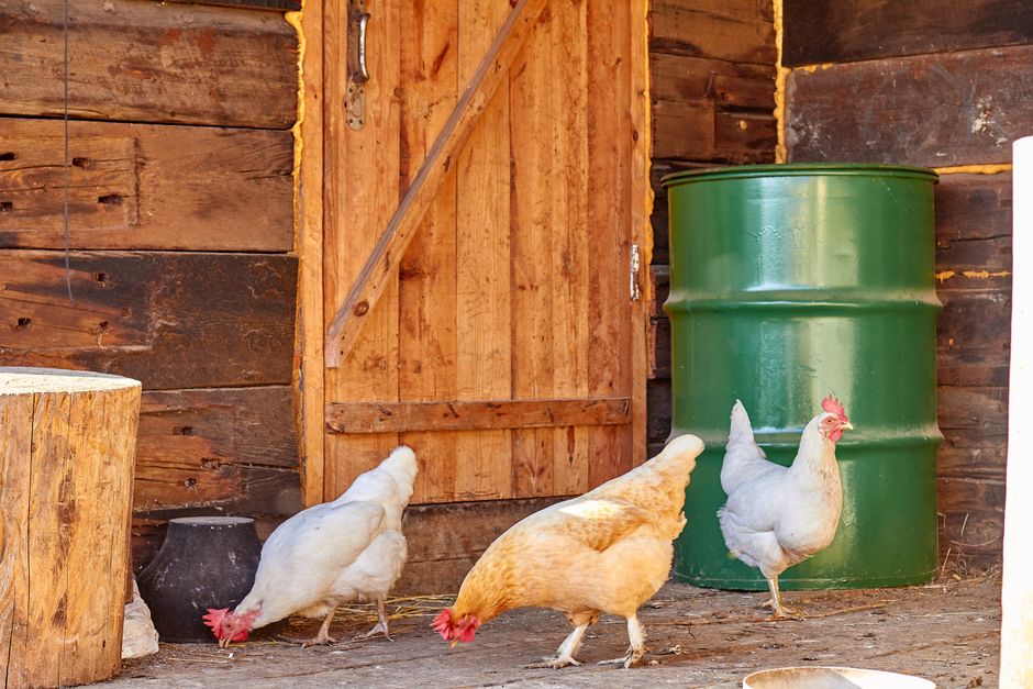 Keep Your Chicken Coop Clean: A Simple Weekly System