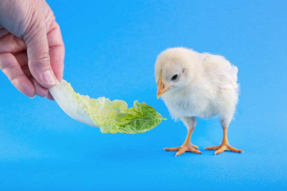67% of Chicken Owners Feed Bread: Is It Safe?