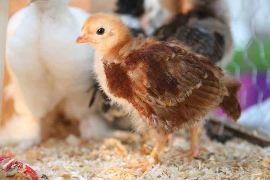 The Deep Litter Method: Easier Chicken Coops