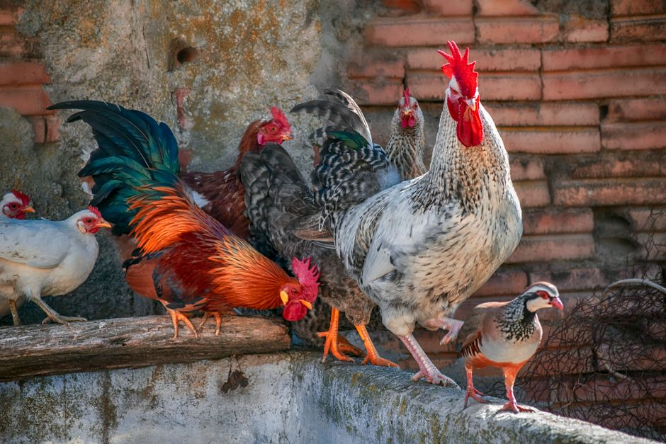 How To Keep Chickens Cool During A Heat Wave