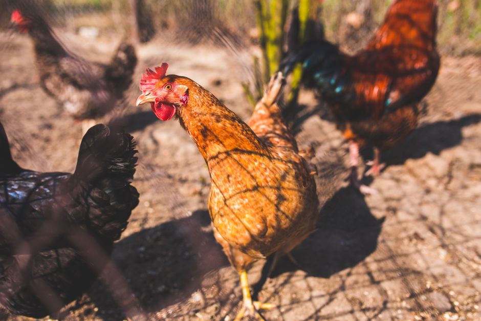 The Best Chicken Treats Your Flock Will Actually Eat