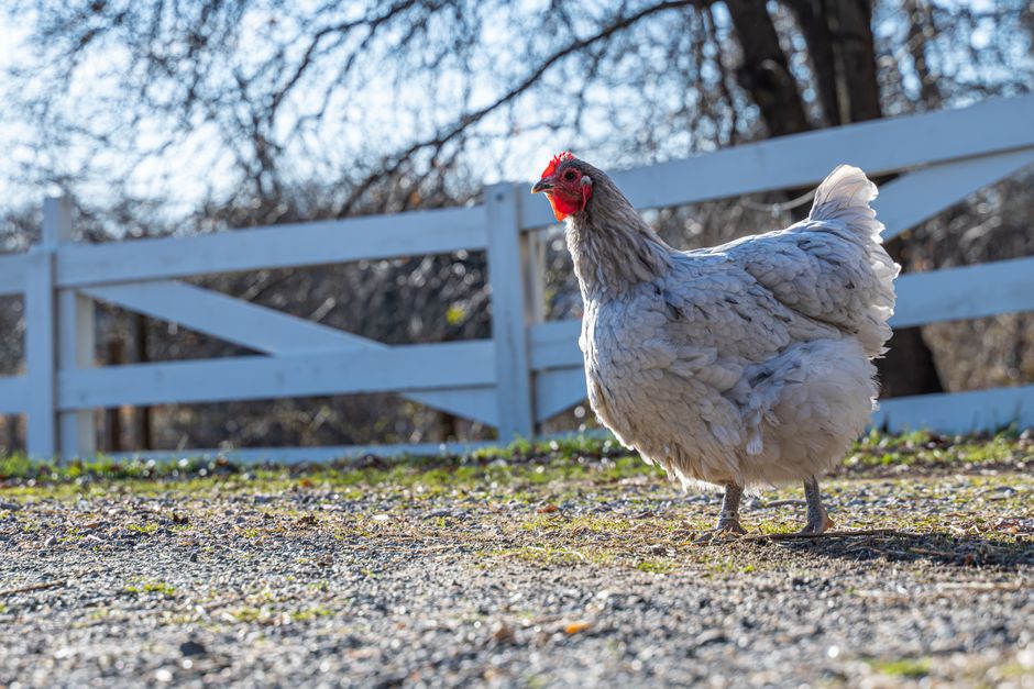 Sussex Chickens: The Backyard Keeper's Best Breed