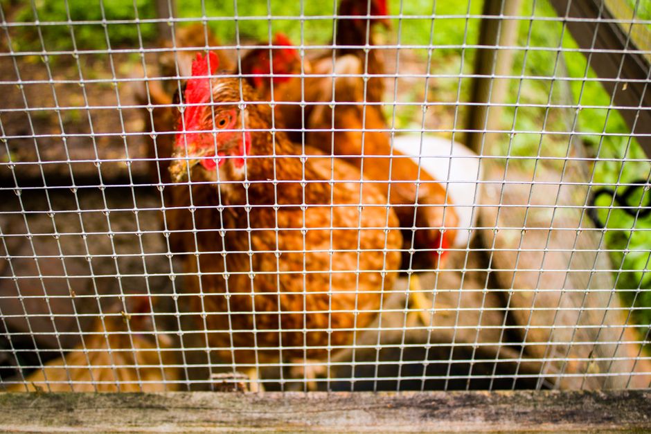 What the Vance Coop Tells Us About Keeping Backyard Chickens
