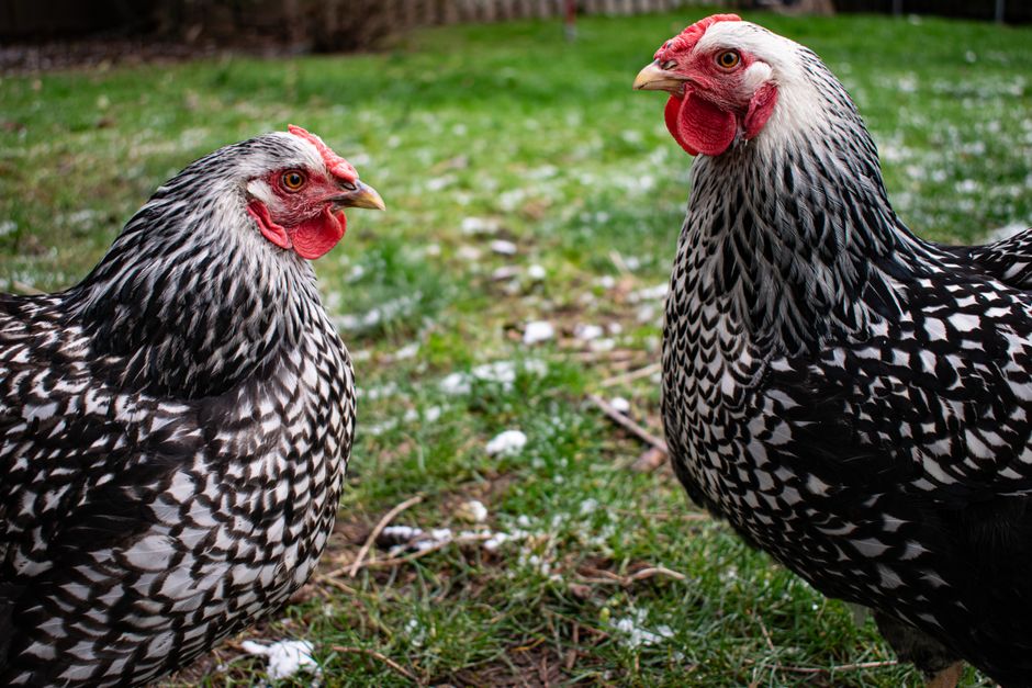 Why Your Molting Chickens Stop Laying Eggs