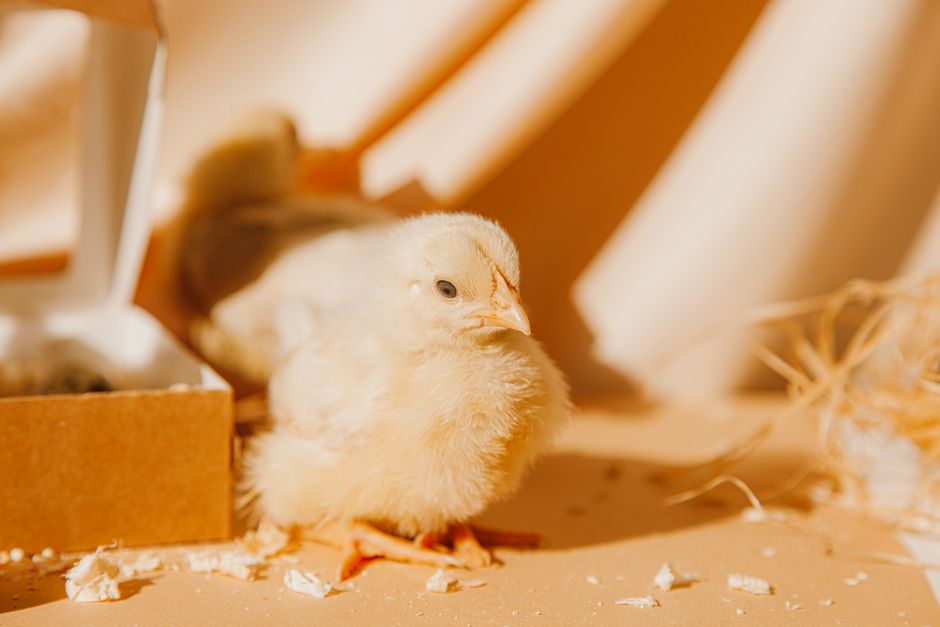Chicken First Aid Kit: Essential Supplies for Backyard Health