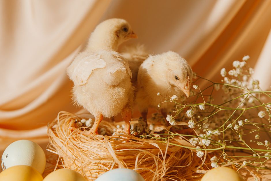 Why Your Hens Stopped Laying Eggs