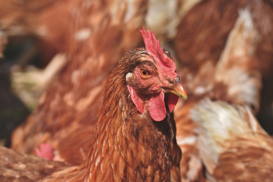 How To Help An Egg Bound Chicken Recover Fast