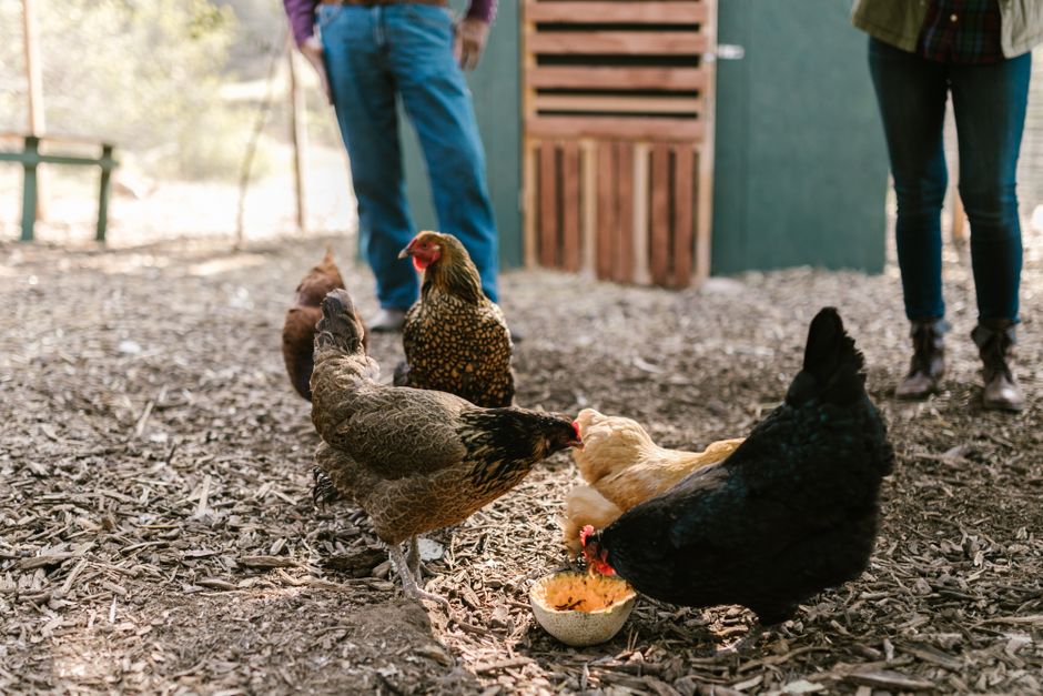 The Right Number Of Nesting Boxes For Happy Hens