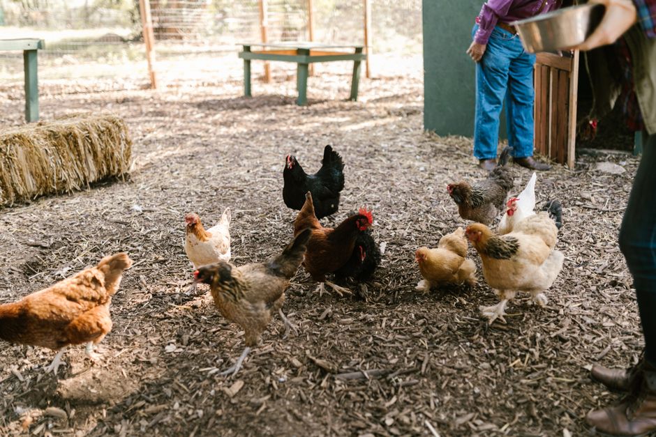 VP Vance Got Backyard Chickens. Here Is What New Keepers Need to Know.