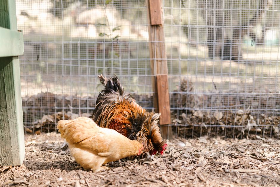 Boost Chicken Health With Mealworms: A Feeding Guide