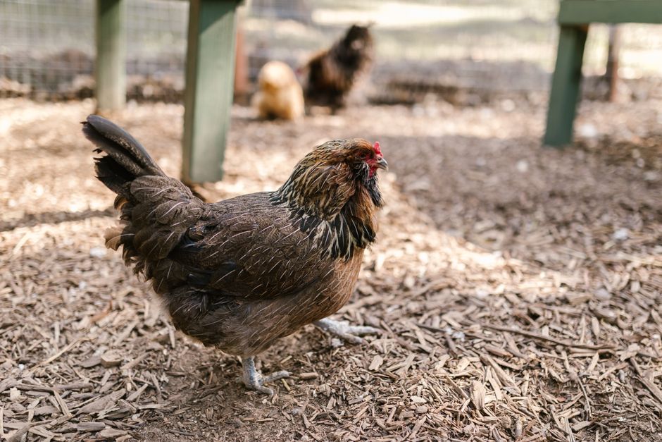 Straw Or Pine Shavings: Which Bedding Keeps Chickens Healthier