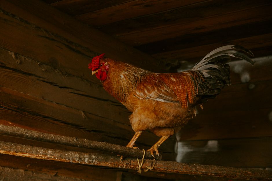 Build Your First Chicken Coop: A Beginner's Guide