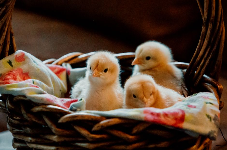 Build The Perfect Brooder For Healthy Chicks