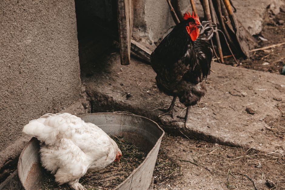 When To Switch Your Chickens From Starter Feed