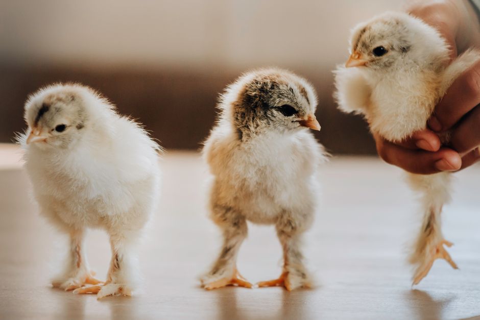 How To Tell Male Chicks From Female Chicks