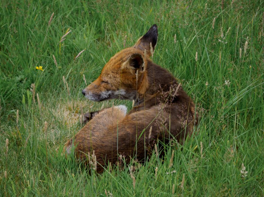 Protect Your Flock: Fox-Proof Your Chicken Coop