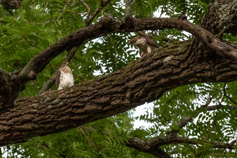 Hawks and Chickens: 12 Proven Ways to Protect Your Flock