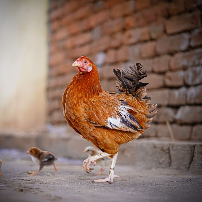 Your Chicken's Laying Years: When Production Peaks and Declines