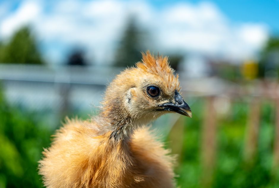 Why Silkie Chickens Make Perfect Backyard Pets