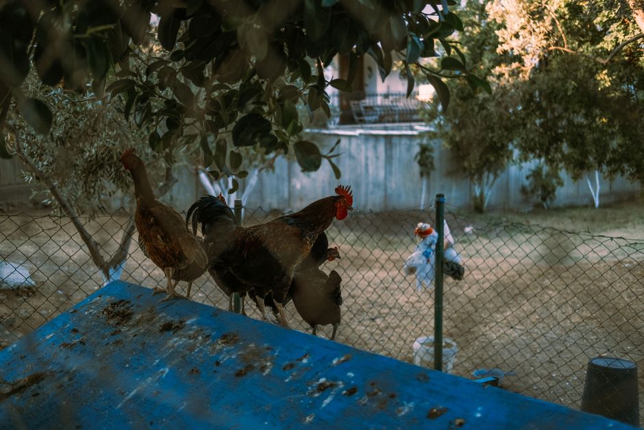 How Long To Quarantine New Chickens Before Introduction